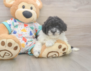 8 week old Havapoo Puppy For Sale - Simply Southern Pups