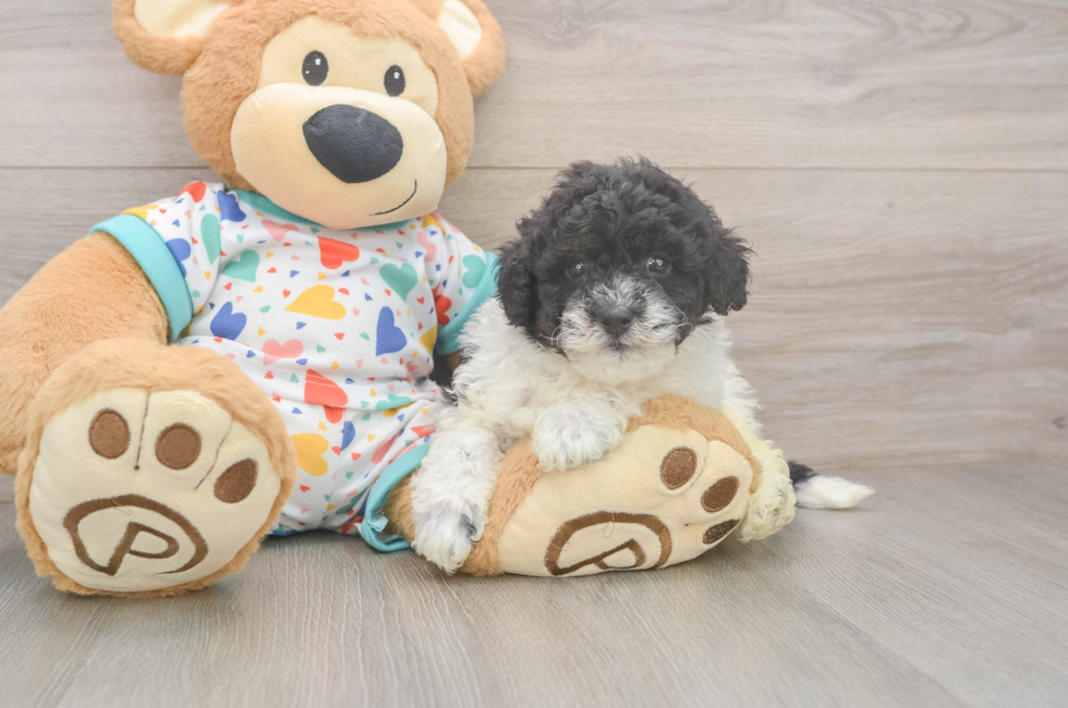 6 week old Havapoo Puppy For Sale - Simply Southern Pups