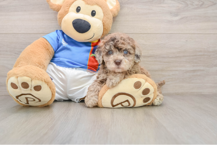 Adorable Havadoodle Poodle Mix Puppy