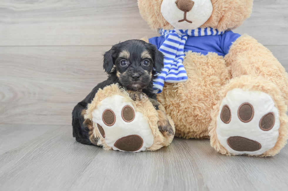 7 week old Havapoo Puppy For Sale - Simply Southern Pups