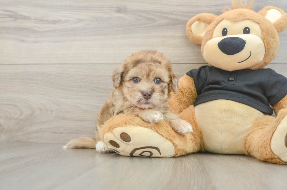 5 week old Havapoo Puppy For Sale - Simply Southern Pups