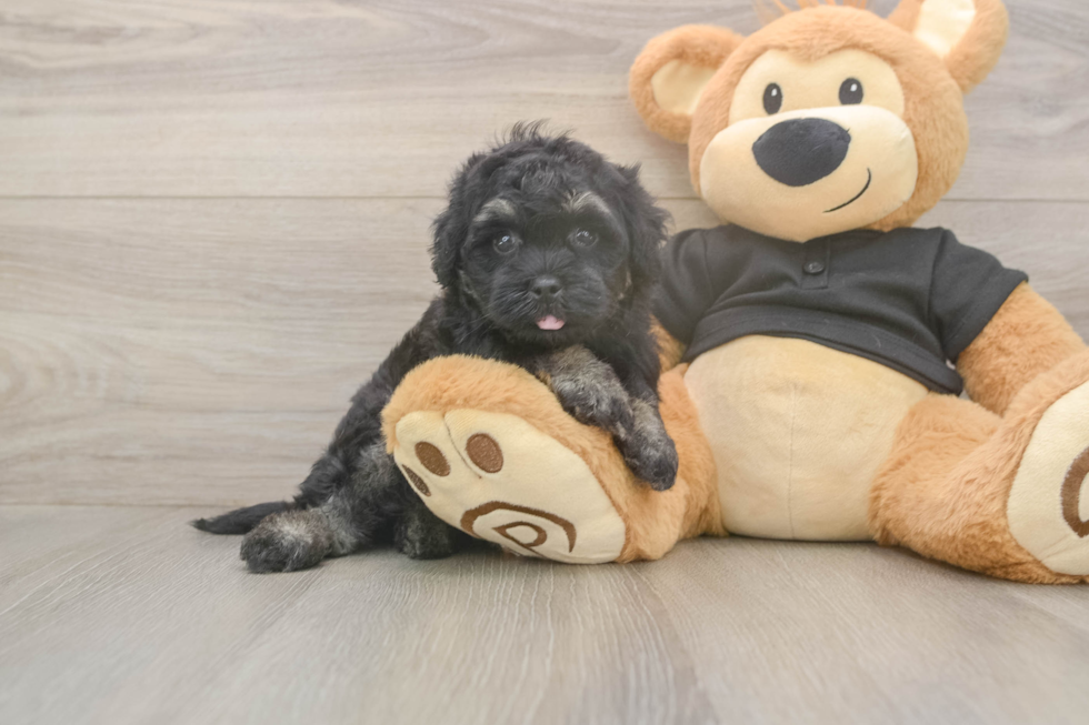 Meet Jerome - our Havapoo Puppy Photo  2/3 - Simply Southern Pups Energetic Havadoodle Poodle Mix Puppy