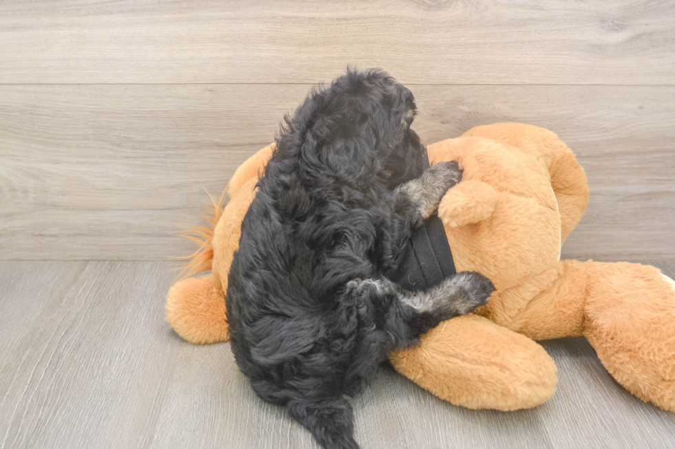 Meet Jerome - our Havapoo Puppy Photo  3/3 - Simply Southern Pups Playful Havadoodle Poodle Mix Puppy