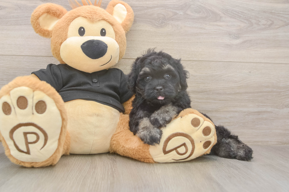 Meet Jerome - our Havapoo Puppy Photo  1/3 - Simply Southern Pups Havapoo Pup Being Cute