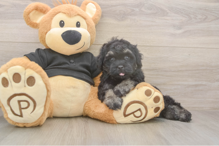 Meet Jerome - our Havapoo Puppy Photo  1/3 - Simply Southern Pups Havapoo Pup Being Cute