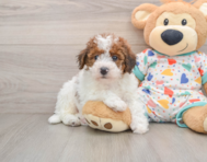 6 week old Havapoo Puppy For Sale - Simply Southern Pups