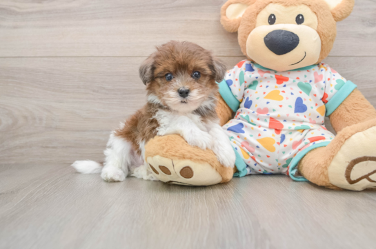 Little Havadoodle Poodle Mix Puppy