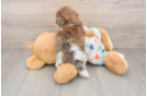 Havapoo Puppy for Adoption