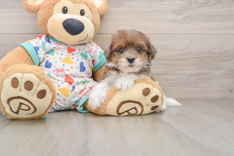 Havapoo Pup Being Cute