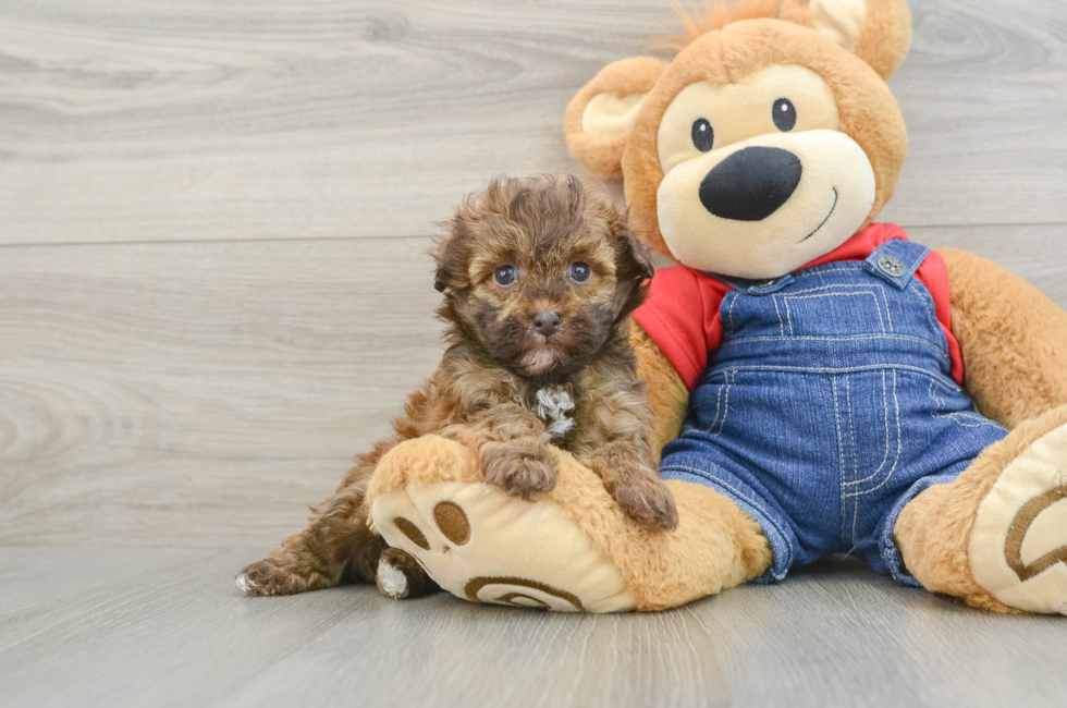5 week old Havapoo Puppy For Sale - Simply Southern Pups