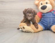 8 week old Havapoo Puppy For Sale - Simply Southern Pups