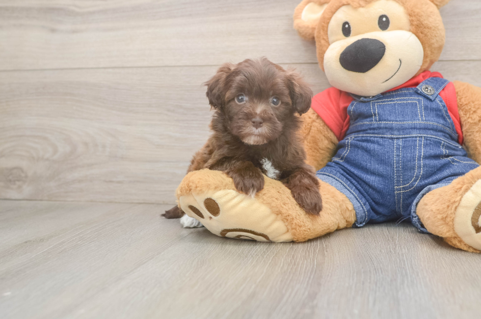 6 week old Havapoo Puppy For Sale - Simply Southern Pups