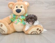 7 week old Havapoo Puppy For Sale - Simply Southern Pups