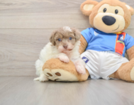8 week old Havapoo Puppy For Sale - Simply Southern Pups