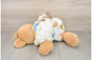 Havapoo Puppy for Adoption