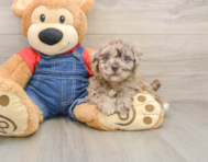 7 week old Havapoo Puppy For Sale - Simply Southern Pups