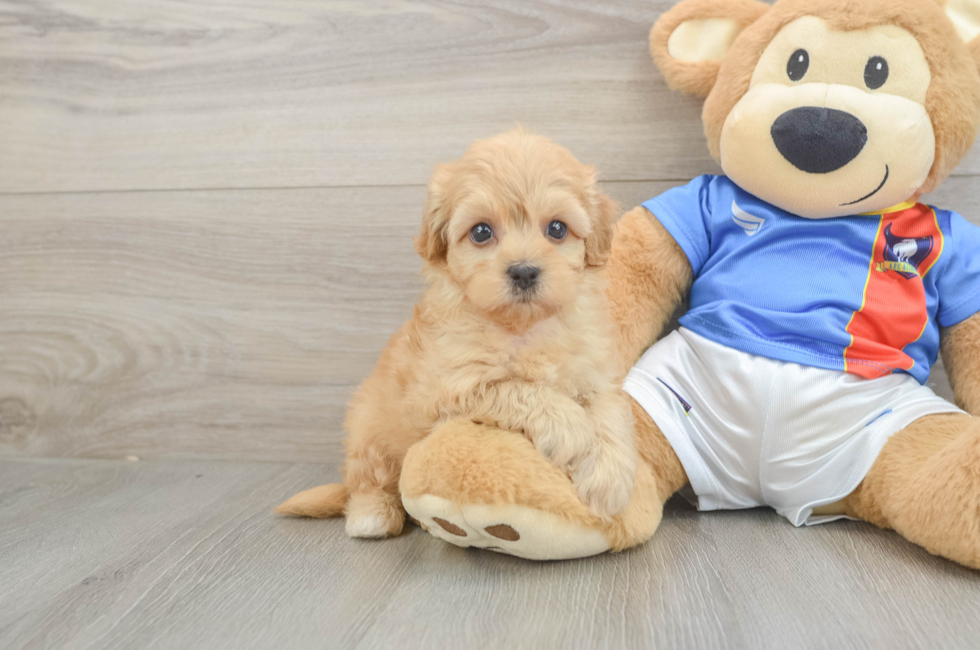 5 week old Havapoo Puppy For Sale - Simply Southern Pups