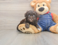 7 week old Havapoo Puppy For Sale - Simply Southern Pups