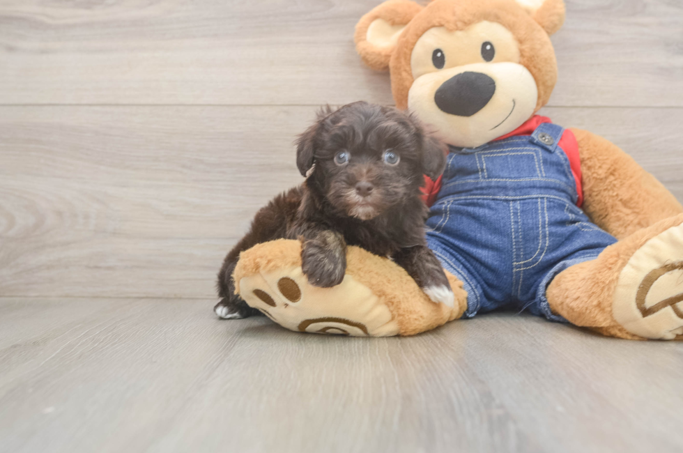 6 week old Havapoo Puppy For Sale - Simply Southern Pups