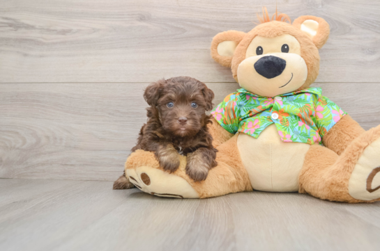 Funny Havapoo Poodle Mix Pup