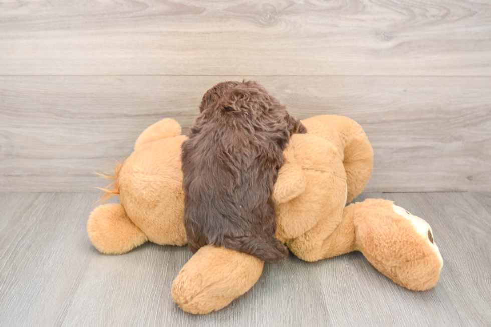 Havapoo Puppy for Adoption