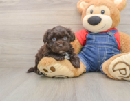 7 week old Havapoo Puppy For Sale - Simply Southern Pups