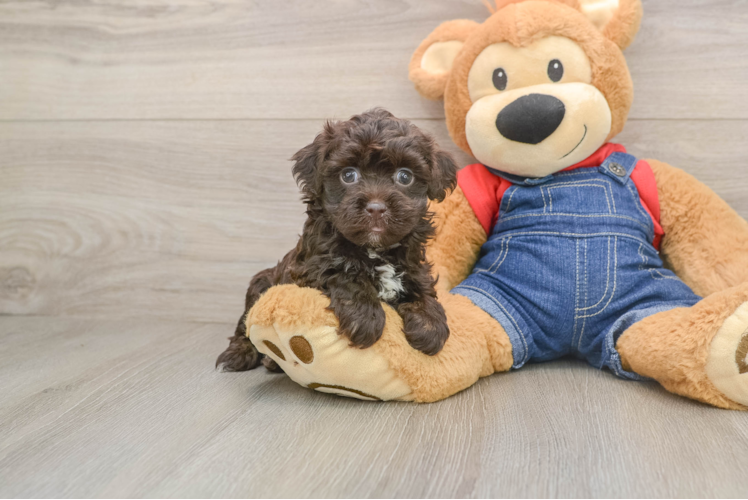 Havapoo Pup Being Cute