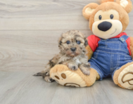 7 week old Havapoo Puppy For Sale - Simply Southern Pups