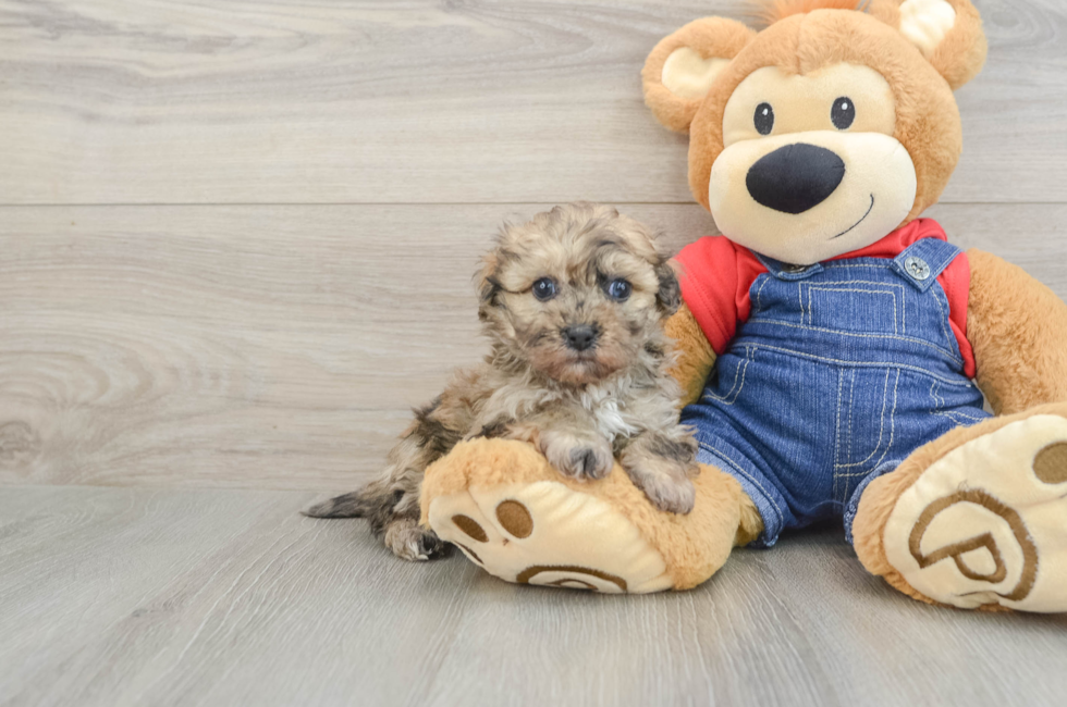 5 week old Havapoo Puppy For Sale - Simply Southern Pups