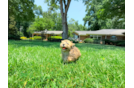 Havapoo Puppy for Adoption