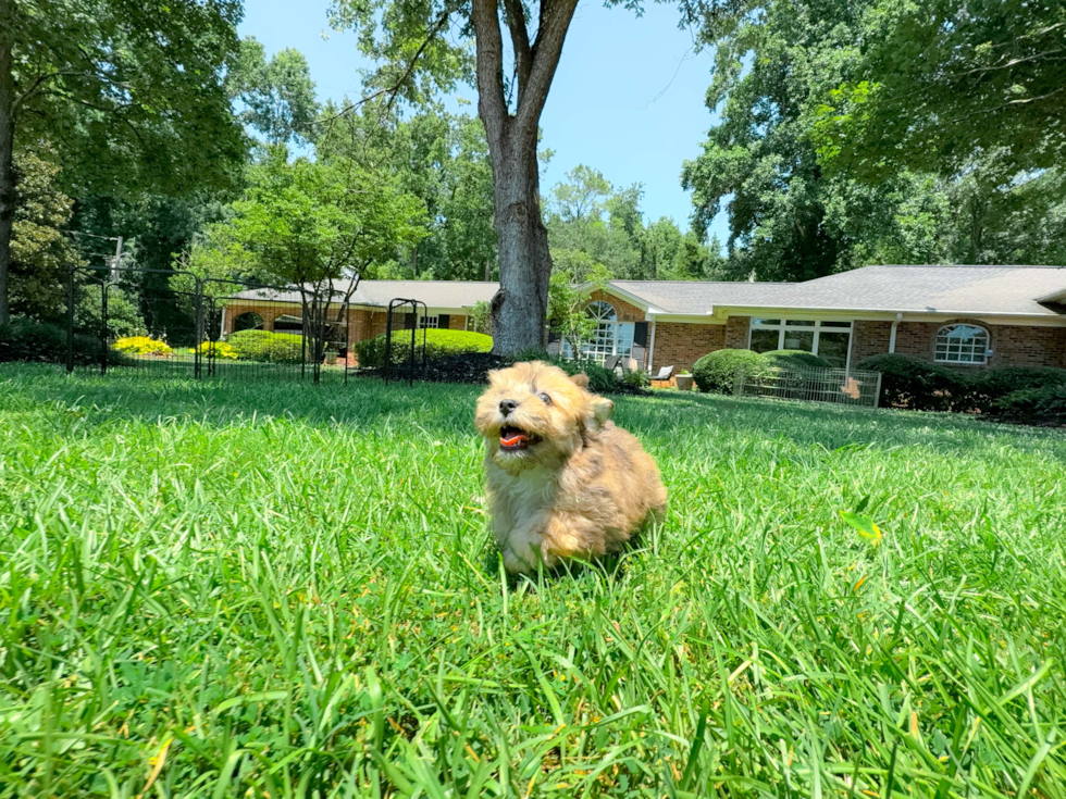 Havapoo Puppy for Adoption