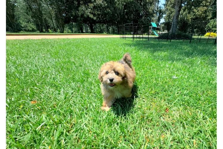 Havapoo Puppy for Adoption