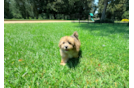 Havapoo Puppy for Adoption