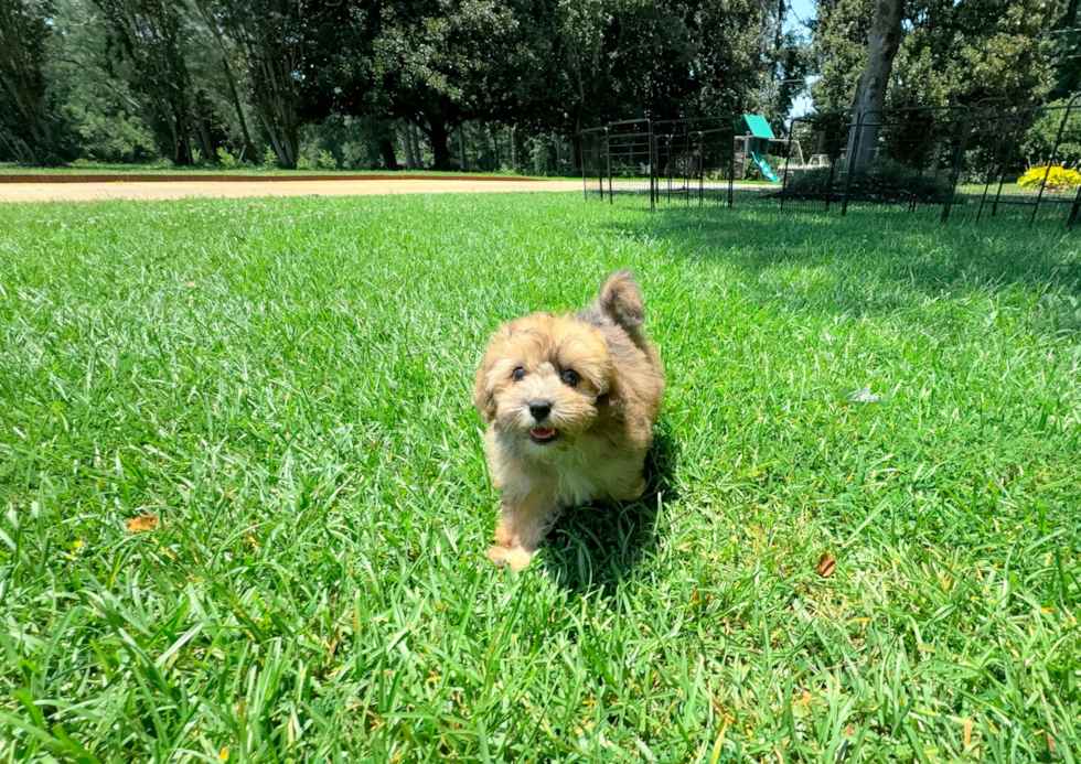 Havapoo Puppy for Adoption