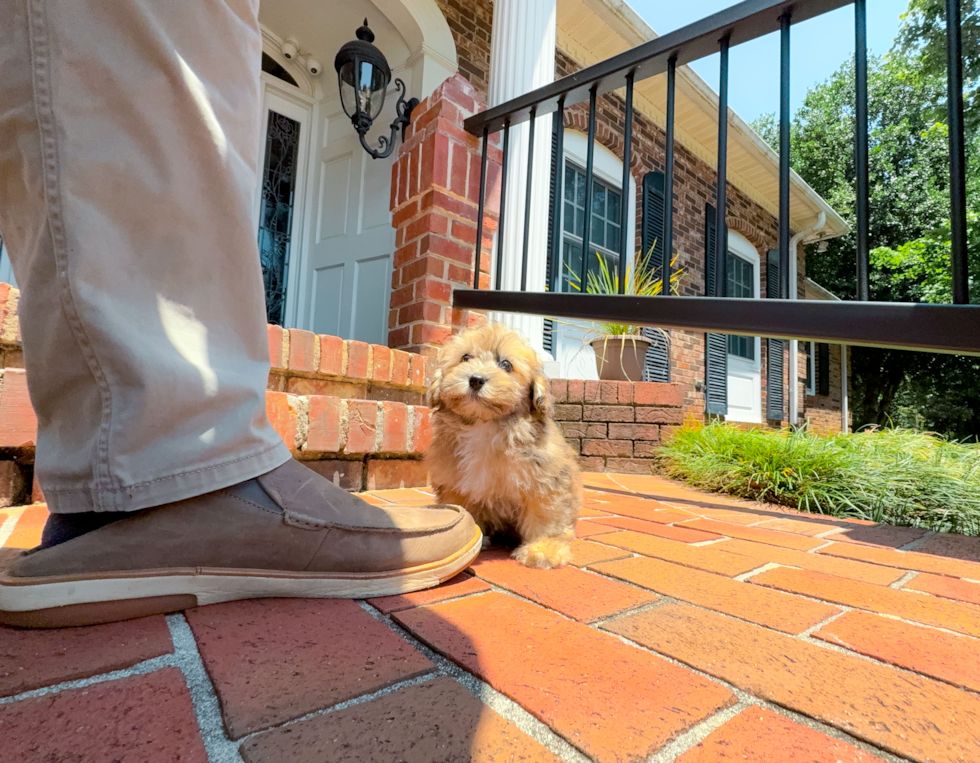 Cute Havadoodle Poodle Mix Puppy