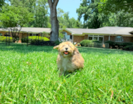 10 week old Havapoo Puppy For Sale - Simply Southern Pups