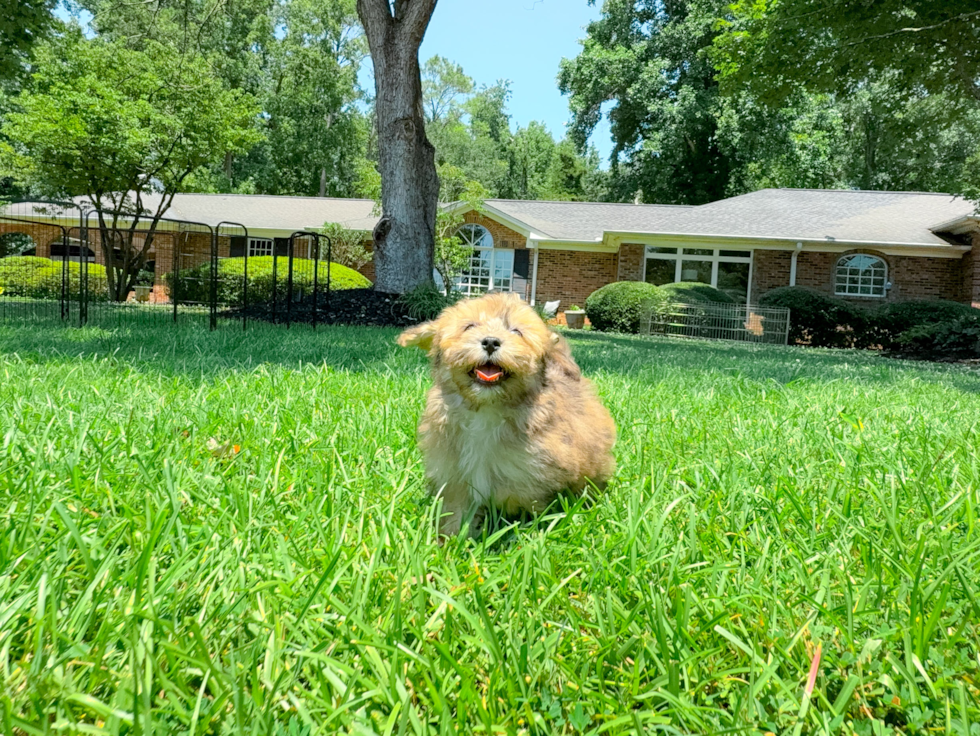 Best Havapoo Baby