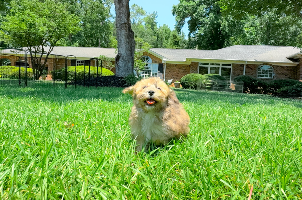 10 week old Havapoo Puppy For Sale - Simply Southern Pups