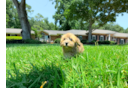 Cute Havapoo Baby