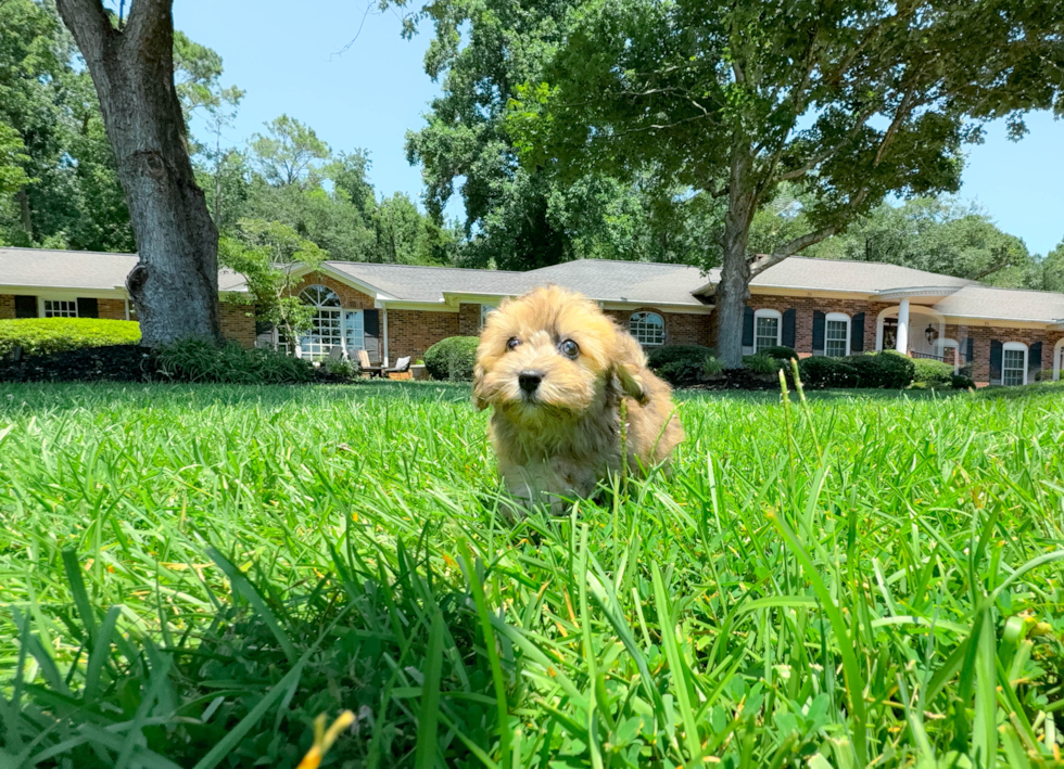 Cute Havapoo Baby