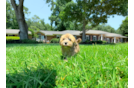 Havapoo Pup Being Cute