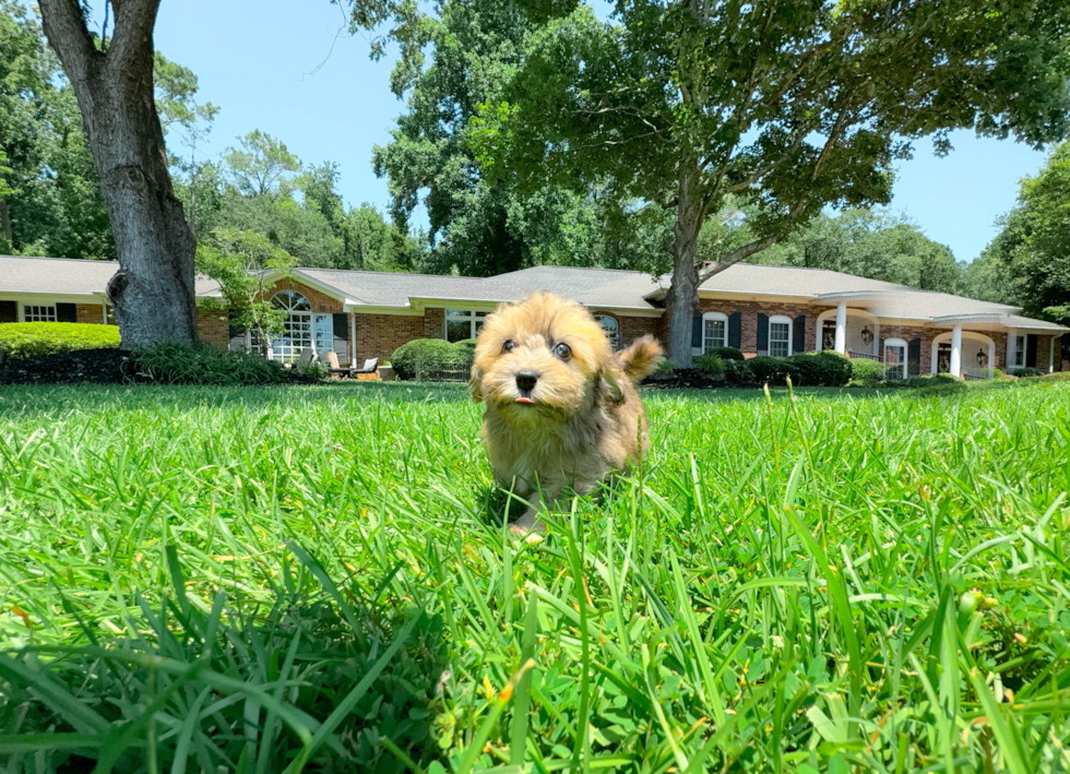 Havapoo Pup Being Cute