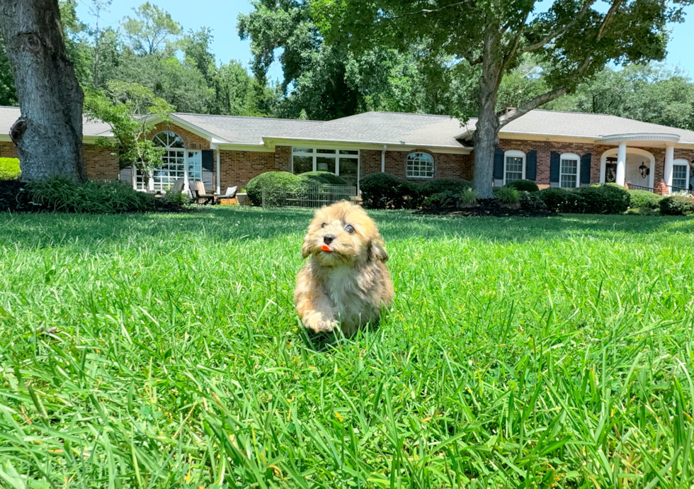 Cute Havapoo Baby