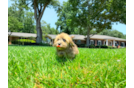 Havapoo Pup Being Cute