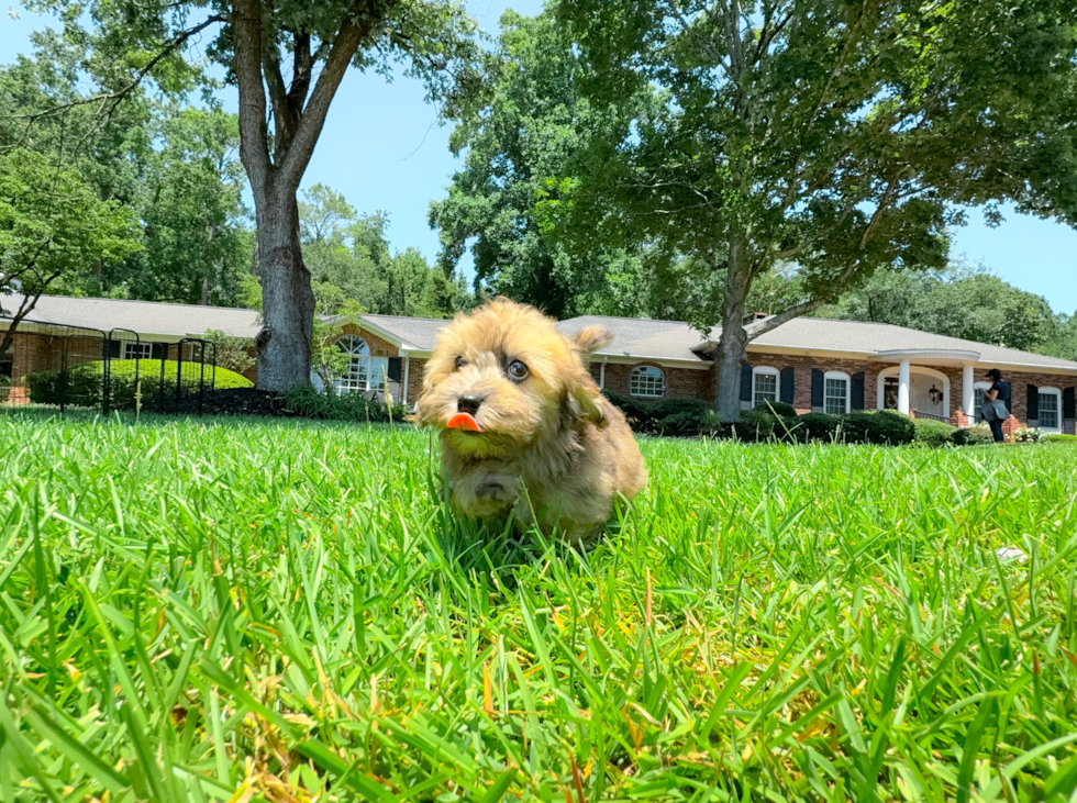 Havapoo Pup Being Cute