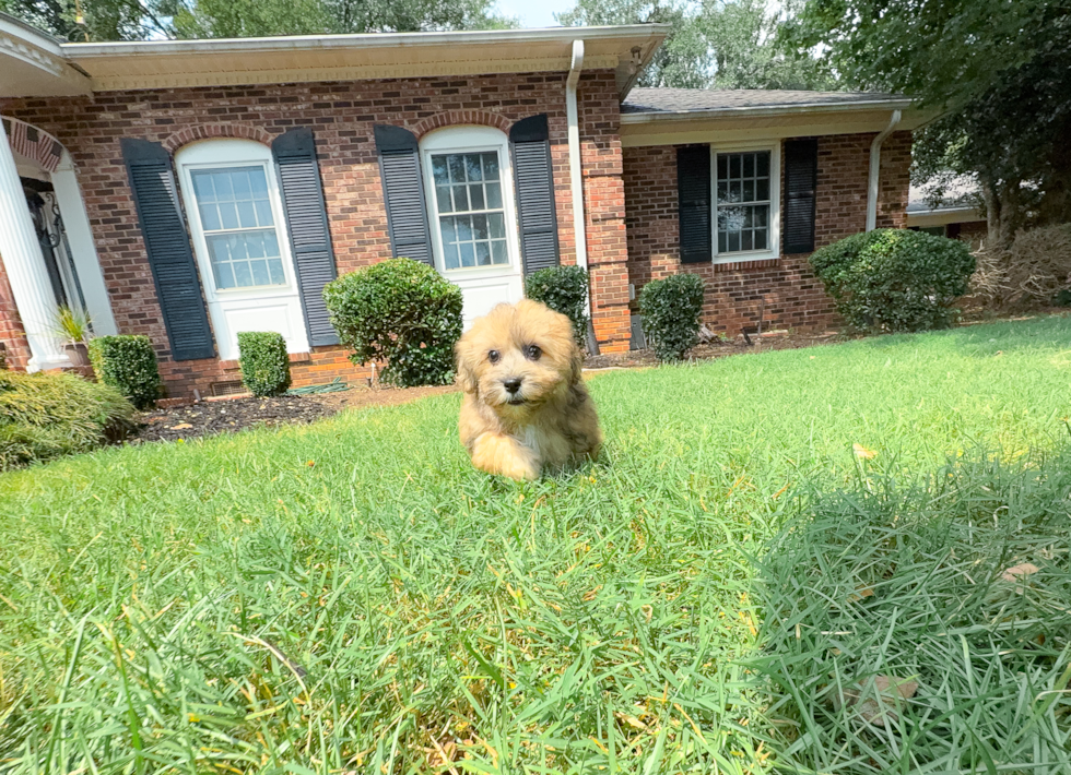 Cute Havadoodle Poodle Mix Puppy