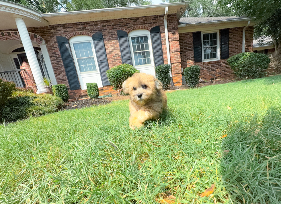 Havapoo Pup Being Cute