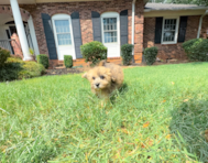11 week old Havapoo Puppy For Sale - Simply Southern Pups
