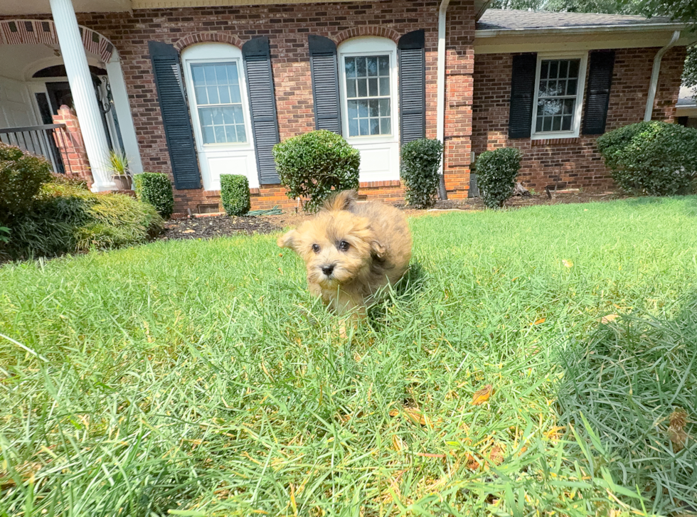 Havapoo Puppy for Adoption