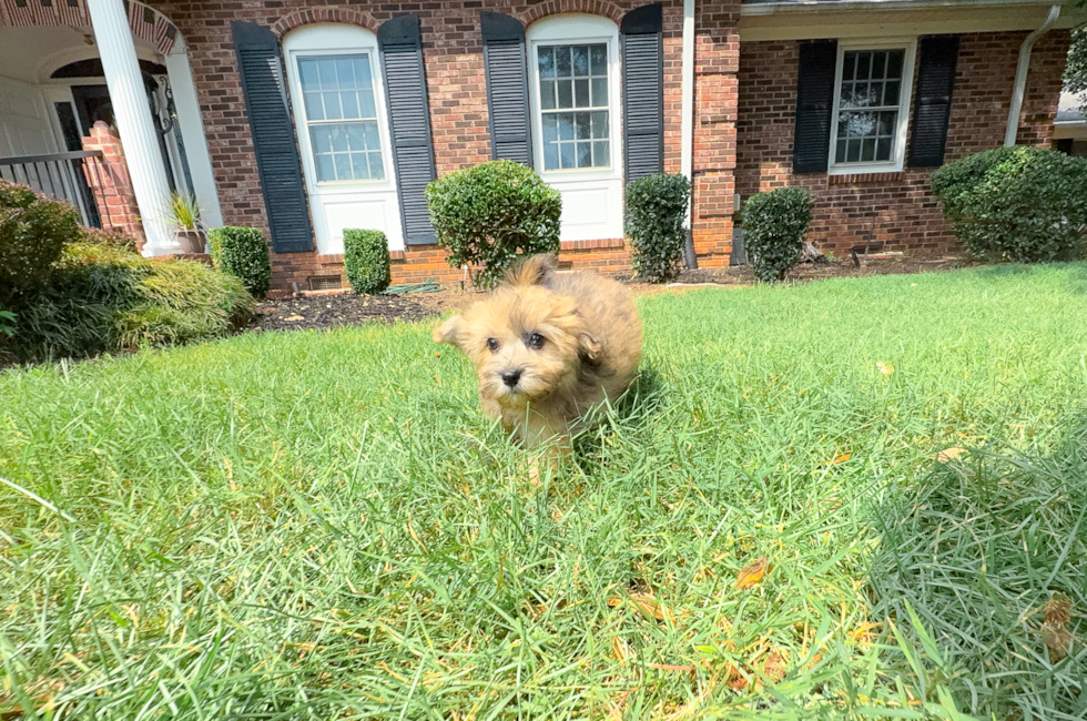 11 week old Havapoo Puppy For Sale - Simply Southern Pups